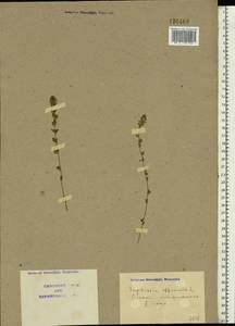 Euphrasia, Eastern Europe, North Ukrainian region (E11) (Ukraine)