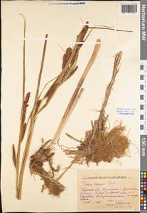 Carex riparia Curtis, Eastern Europe, Central forest-and-steppe region (E6) (Russia)