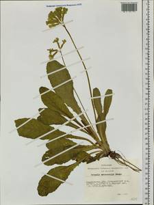 Primula veris subsp. macrocalyx (Bunge) Lüdi, Siberia, Altai & Sayany Mountains (S2) (Russia)