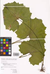 Tussilago farfara L., Eastern Europe, Central forest-and-steppe region (E6) (Russia)