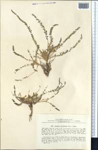 Astragalus citrinus subsp. barrowianus (Aitch. & Baker) D. Podl., Middle Asia, Karakum (M6) (Turkmenistan)