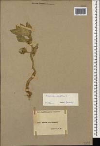 Amaranthus retroflexus L., Caucasus, Armenia (K5) (Armenia)