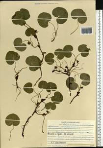 Asarum europaeum L., Eastern Europe, Middle Volga region (E8) (Russia)