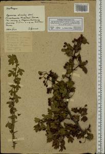 Crataegus monogyna var. lasiocarpa (Lange) K. I. Chr., Eastern Europe, South Ukrainian region (E12) (Ukraine)