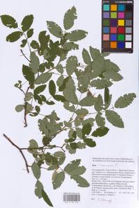 Rosa majalis Herrm., Eastern Europe, Rostov Oblast (E12a) (Russia)