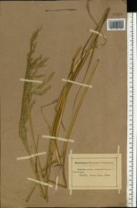 Festuca arundinacea Schreb. , nom. cons., Eastern Europe, Rostov Oblast (E12a) (Russia)