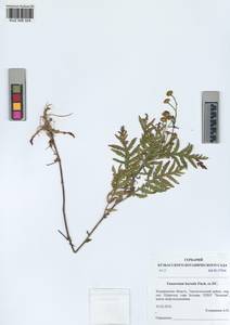 Tanacetum vulgare subsp. vulgare, Siberia, Altai & Sayany Mountains (S2) (Russia)