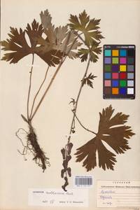 Aconitum lycoctonum subsp. moldavicum (Hacq.) Jalas, Eastern Europe (no precise locality) (E0)