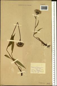 Saussurea alpina (L.) DC., Siberia, Baikal & Transbaikal region (S4) (Russia)