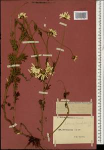 Cota triumfettii (L.) Gay, Caucasus, Dagestan (K2) (Russia)