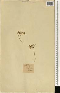 Magnoliopsida, Africa (AFR) (Portugal)