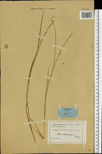 Carex canescens subsp. canescens, Eastern Europe, North-Western region (E2) (Russia)