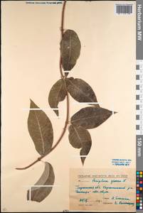 Periploca graeca L., Caucasus, Dagestan (K2) (Russia)