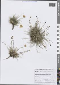 Eremogone formosa (Fisch. ex Ser.) Fenzl, Siberia, Central Siberia (S3) (Russia)