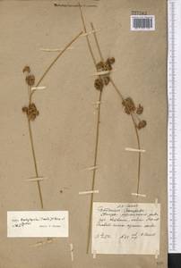 Juncus inflexus subsp. brachytepalus (V. I. Krecz. & Gontsch.) Novikov, Middle Asia, Dzungarian Alatau & Tarbagatai (M5) (Kazakhstan)