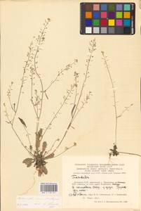 Arabidopsis arenosa (L.) Lawalrée, Eastern Europe, Lithuania (E2a) (Lithuania)