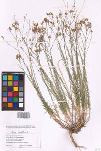 Linum tenuifolium L., Eastern Europe, South Ukrainian region (E12) (Ukraine)