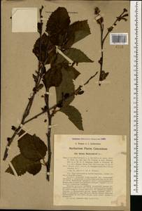 Betula medwediewii Regel, South Asia, South Asia (Asia outside ex-Soviet states and Mongolia) (ASIA) (Turkey)