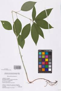 Mercurialis perennis L., Eastern Europe, Central region (E4) (Russia)