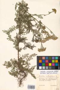 Achillea pannonica Scheele, Eastern Europe, Moscow region (E4a) (Russia)