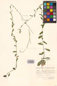 Arabis hirsuta (L.) Scop., Eastern Europe, Eastern region (E10) (Russia)