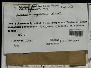Dicranum laevidens R.S. Williams, Bryophytes, Bryophytes - Yakutia (B19) (Russia)