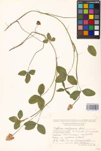 Trifolium ambiguum M.Bieb., Eastern Europe, Moscow region (E4a) (Russia)