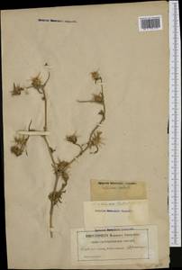 Centaurea calcitrapa L., Western Europe (EUR) (France)