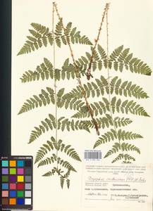 Dryopteris carthusiana (Vill.) H. P. Fuchs, Eastern Europe, Central region (E4) (Russia)