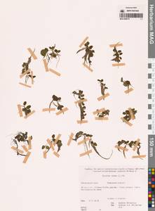 Salvinia natans (L.) All., Siberia, Russian Far East (S6) (Russia)