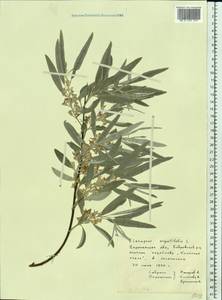 Elaeagnus angustifolia L., Eastern Europe, Central forest-and-steppe region (E6) (Russia)