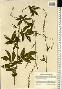 Agrimonia pilosa Ledeb., Siberia, Russian Far East (S6) (Russia)