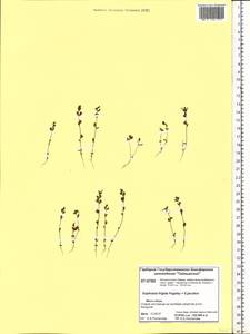 Euphrasia frigida Pugsley, Siberia, Central Siberia (S3) (Russia)