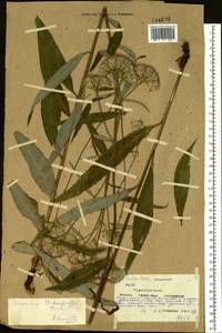 Saussurea stubendorffii Herder, Siberia, Yakutia (S5) (Russia)
