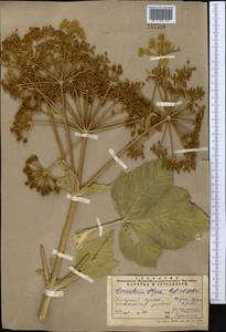 Tetrataenium olgae (Regel & Schmalh.) Manden., Middle Asia, Pamir & Pamiro-Alai (M2) (Uzbekistan)