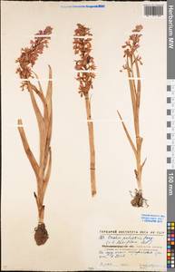Anacamptis palustris (Jacq.) R.M.Bateman, Pridgeon & M.W.Chase, Eastern Europe, North Ukrainian region (E11) (Ukraine)