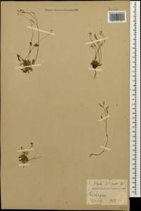 Draba siliquosa M.Bieb., Caucasus, Stavropol Krai, Karachay-Cherkessia & Kabardino-Balkaria (K1b) (Russia)