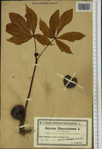 Aesculus hippocastanum L., Western Europe (EUR) (Poland)