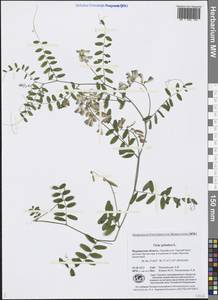 Vicia sylvatica L., Eastern Europe, Northern region (E1) (Russia)
