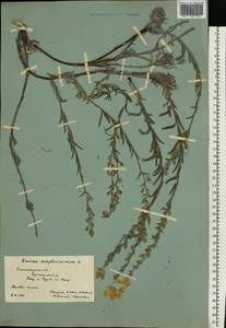 Onosma simplicissima L., Eastern Europe, Lower Volga region (E9) (Russia)
