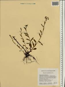 Myosotis scorpioides L., Eastern Europe, Eastern region (E10) (Russia)