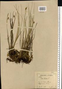 Carex limosa L., Eastern Europe, Central forest-and-steppe region (E6) (Russia)