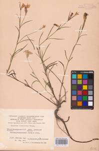 Dianthus chinensis L., Eastern Europe (no precise locality) (E0)