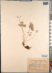 Coptis trifolia (L.) Salisb., Siberia, Russian Far East (S6) (Russia)