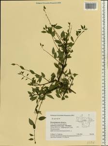 Prunus armeniaca L., Eastern Europe, Central region (E4) (Russia)