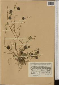 Medicago orbicularis (L.)Bartal., Western Europe (EUR) (Albania)