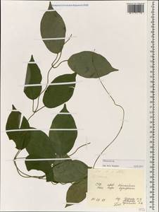 Dioscorea, South Asia, South Asia (Asia outside ex-Soviet states and Mongolia) (ASIA) (Vietnam)