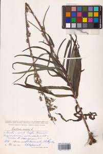 Lactuca indica L., Siberia, Russian Far East (S6) (Russia)