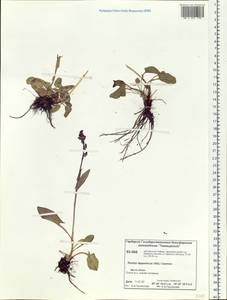 Rumex lapponicus (Hiitonen) Czernov, Siberia, Central Siberia (S3) (Russia)