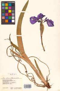 Iris setosa Pall. ex Link, Siberia, Russian Far East (S6) (Russia)